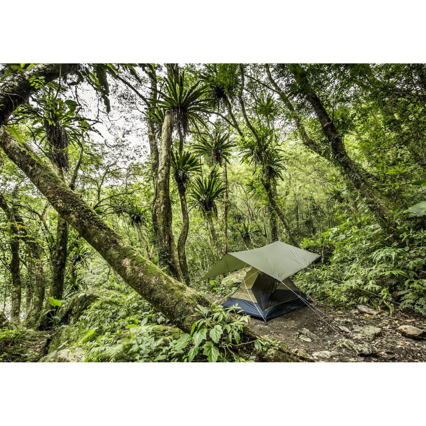 Fjällräven Tarps<Abisko Tarp Large Grøn (PINE GREEN/616)