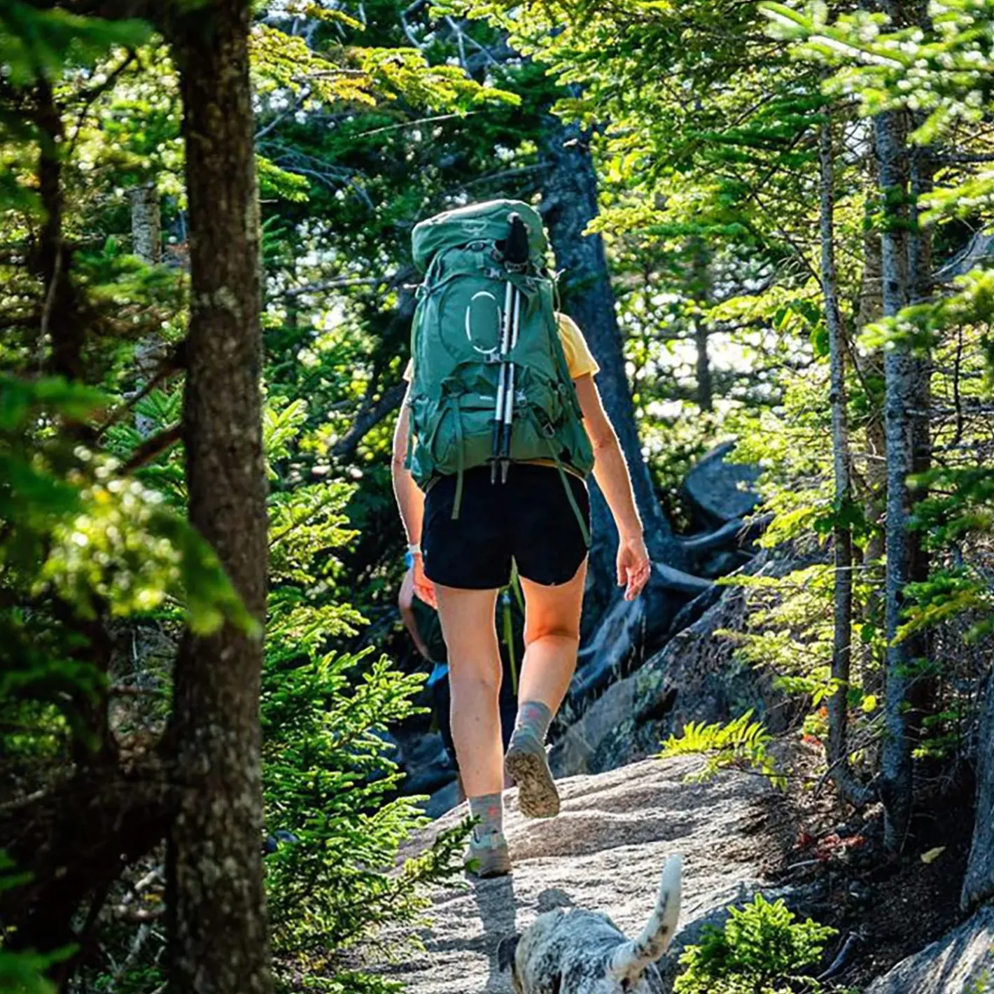 Osprey Vandrerygsække<Womens Ariel 55 Grøn (KOSERET GREEN)